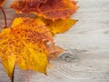 Autumn template decoration background image