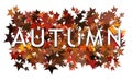 Autumn text, word wrapped in and layered with autumnal leaves. Isolated on white background.