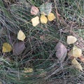 Autumn textural natural abstraction. Leaves lying in the grass.