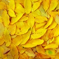 Autumn texture Royalty Free Stock Photo