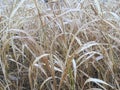 Autumn texture. Yellow dense grass macro photography. Natural minimalistic wallpaper. Royalty Free Stock Photo
