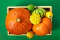 Autumn thanksgiving composition with assorted pumpkins in wooden tray on green table. Top view Royalty Free Stock Photo