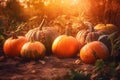 Autumn Thanksgiving day background. Pumpkins, gourds, squashes. Beauty Holiday autumn festival concept. Fall scene. Royalty Free Stock Photo