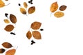 Autumn, thanksgiving day and winter concept. Little dried leaves on paper white studio background with copy space