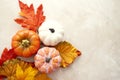 Autumn, thanksgiving, fall abstract background with colorful leaves, pine cones and pumpkins on bright background, copy space Royalty Free Stock Photo