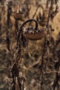 Autumn theme atmospheric artistic photo. Dry sunflower field