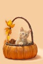 Orange kitten pumpkin basket