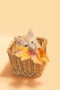 Orange kitten in brown basket with fall leaves