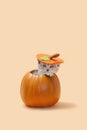 Gray kitten in a large orange carved out pumpkin halloween