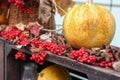 Autumn theme. Pumpkin and berries Guelder-rose