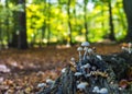 Autumn theme with tree mushrooms and sunny forest