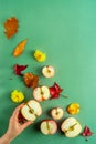 Autumn themed flat lay design of fresh aplle halves and various leaves, woman`s hand on green background