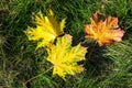 Autumn. Three bright fallen maple leaves lie on the green grass. Natural autumn background Royalty Free Stock Photo