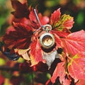 Autumn time Royalty Free Stock Photo