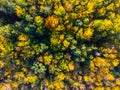 Autumn time colorful forest from above Royalty Free Stock Photo