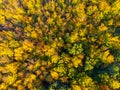 Autumn time colorful forest from above Royalty Free Stock Photo