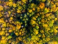 Autumn time colorful forest from above Royalty Free Stock Photo