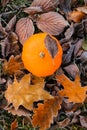 Autumn time.First frosts. pumpkin in autumn leaves in hoarfrost.White frost on brown leaves. Autumn weather.Beautiful