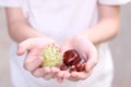 Autumn time. Handful of conkers. chestnuts in kids hand