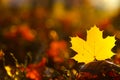 Autumn time. leaf on blurred autumn forest background in bright sunlight. Autumn natural plant background in warm tones