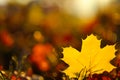 Autumn time. Autumn maple leaf on forest background in bright sunlight. Autumn natural plant background in warm tones