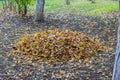 During autumn time municipal worker is cleaning sidewalk with leaf pile of fall dried leaves