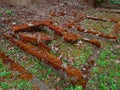 Autumn time in the old abandoned and ransacked Jewish cemetery