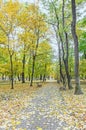Autumn time in outdoor park with colored yellow orange trees Royalty Free Stock Photo