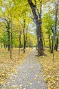 Autumn time in outdoor park with colored yellow orange trees Royalty Free Stock Photo