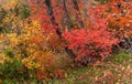 Autumn time at Provo Canyon in Utah