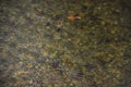 Autumn time rain drops on pond water surface orange falling leaves seasonal outdoor background view of September weather day Royalty Free Stock Photo