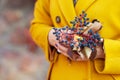 Autumn time. Women `s hands holding a bouquet of leaves and berries of maiden grapes. Close up image. Copy space Royalty Free Stock Photo