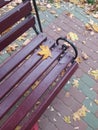 Autumn time, yellow leaf fell on the bench