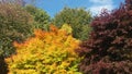 Autumn tints Royalty Free Stock Photo