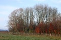 Autumn tints on trees in countryside, in November Royalty Free Stock Photo