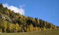 Autumn in Tirol, colorfuly pines in Alps, near Dolomiten, Italy Royalty Free Stock Photo