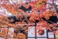 Autumn at tofukuji Temple