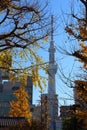 Autumn Tokyo SkyTree