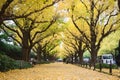 Autumn in Tokyo in with yellow leaf of ginkgo tree fall on the ground Royalty Free Stock Photo