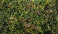 Autumn Tones of Aerial top view forest tree, Rainforest ecosystem and healthy environment concept and background
