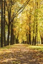 Autumn town alley with golden fall trees and fallen leaves Royalty Free Stock Photo