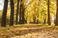 Autumn town alley with golden fall trees and fallen leaves Royalty Free Stock Photo