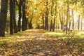 Autumn town alley with golden fall trees and fallen leaves Royalty Free Stock Photo