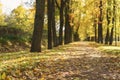 Autumn town alley with golden fall trees and fallen leaves Royalty Free Stock Photo