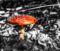 Autumn toxic mashroom Amanita with red cape in black and white background.