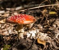 Autumn toxic mashroom Amanita in sunny autumn forest.