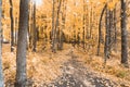 Autumn tracks in the park with yellow leaves