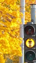 Autumn traffic lights