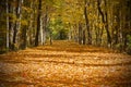 Autumn trail Royalty Free Stock Photo