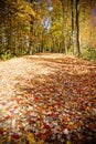 Autumn trail Royalty Free Stock Photo